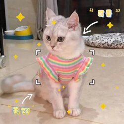 New Rainbow Striped Cat Clothes Pet Ragdoll Blue Cat British Shorthair Summer Thin Breathable Anti-Shedding Dog Vest