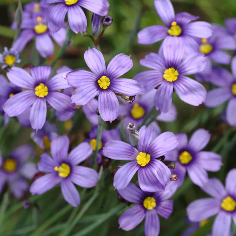 庭菖蒲 巖點 庭院植物sisyrinchium Bellum Rocky Point