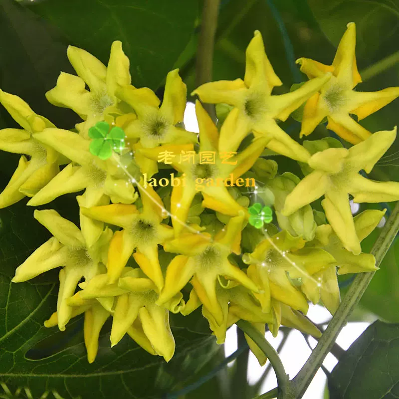 夜香花种苗可食用的藤本夜来香驱蚊花卉阳台野菜盆栽