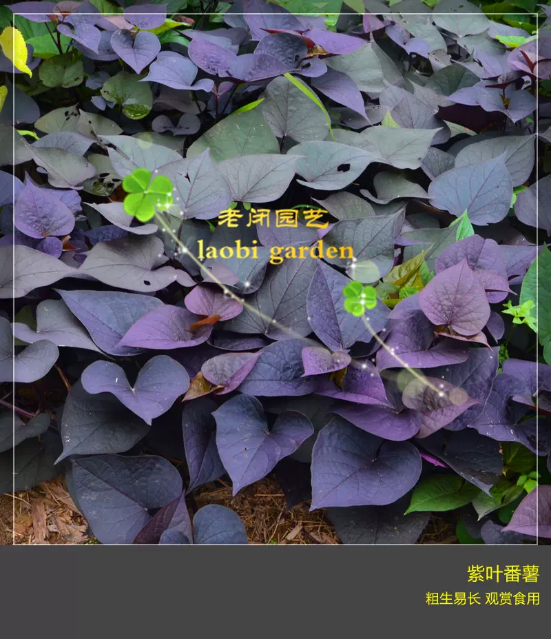紫叶番薯藤蔓种苗紫色地瓜紫薯藤观叶红薯观赏甘薯