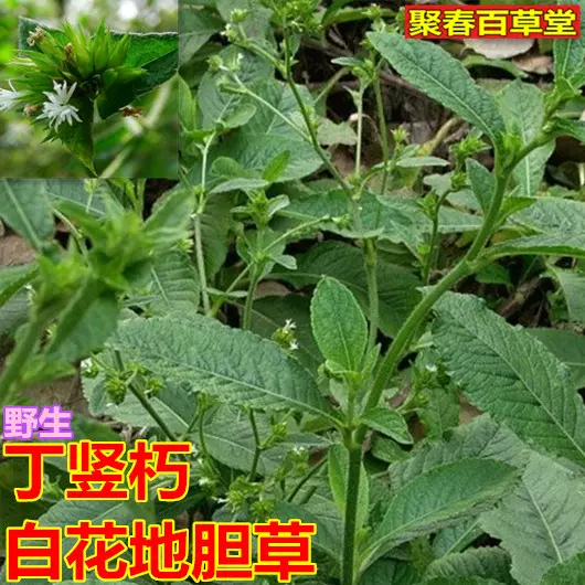 新鲜草药现采白花地胆头丁竖朽苦地胆地胆草高地胆草500克顺丰