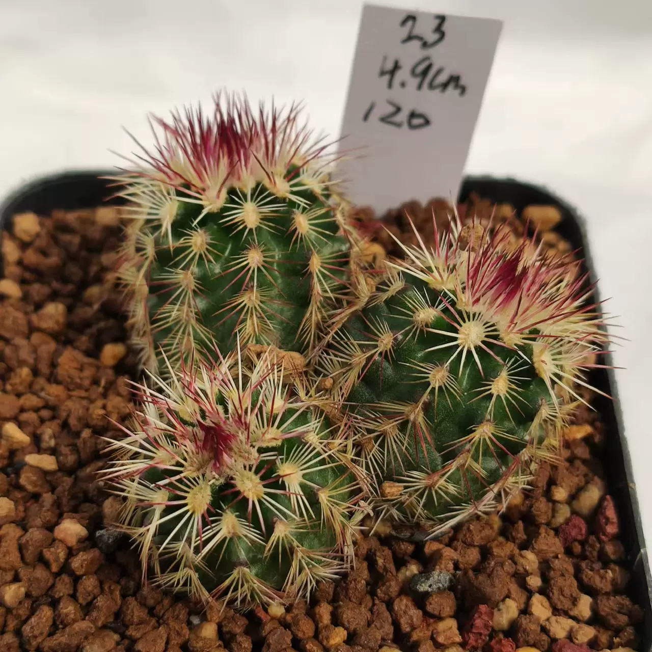 青花虾echinocereus viridiflorus 鹿角柱属 实生仙人球一物一拍