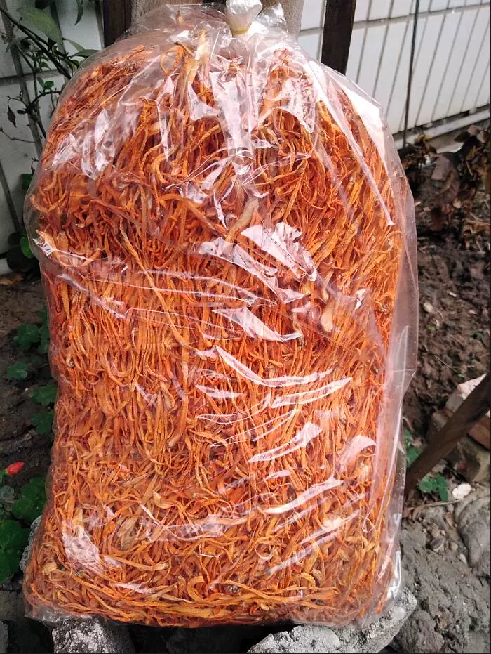 北冬虫夏草冬虫草夏草花500克多省包邮夏草炖汤凉拌