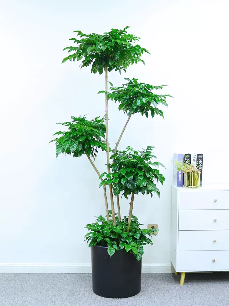 北京网红绿宝多层幸福树步步高绿植客厅办公室大型吸甲醛植物盆栽