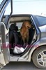 Pet car pad rear seat co-pilot dog car nest medium and large dogs anti-dirty car artifact isolation pad