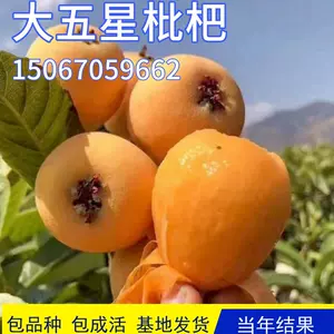 枇杷扣- 人氣推薦- 2024年2月