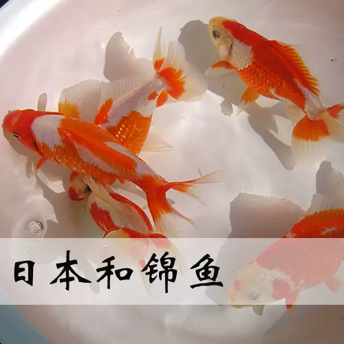 日本纯种和金鱼合金鱼地金鱼锦鲤冷水观赏鱼大鱼缸适合