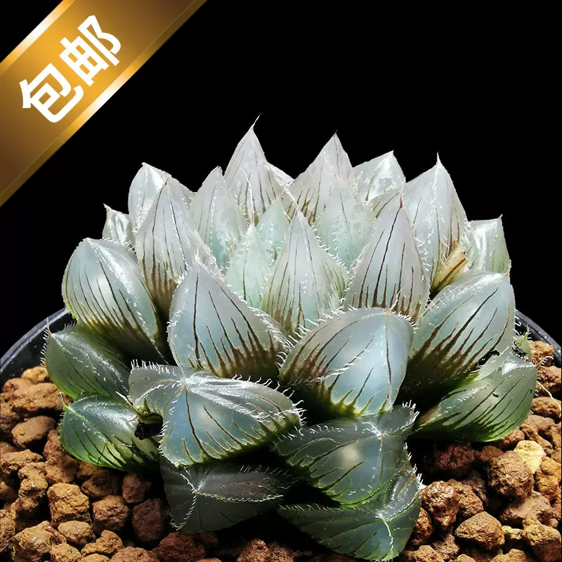 冰魄玉露多肉植物大颗超大十二卷透明窗玉露含盆