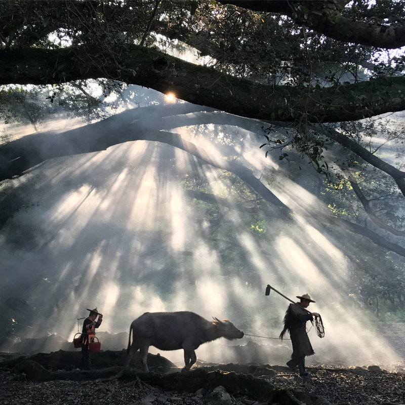 宁德霞浦2日游 杨家溪榕枫公园+小皓滩涂+东壁+日出+东海一号线