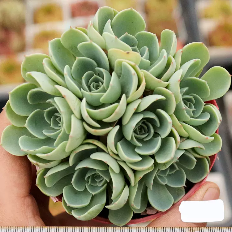 手捧花玉蝶群多肉植物肉肉吉品植 一物一