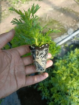 Margaret flower seedlings asexual perennial flower flower blossom machine 28 yuan