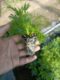 Margaret flower seedlings asexual perennial flower flower blossom machine 28 yuan