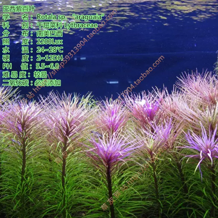 自养淡水鱼缸草缸造景有茎类真水草中后景