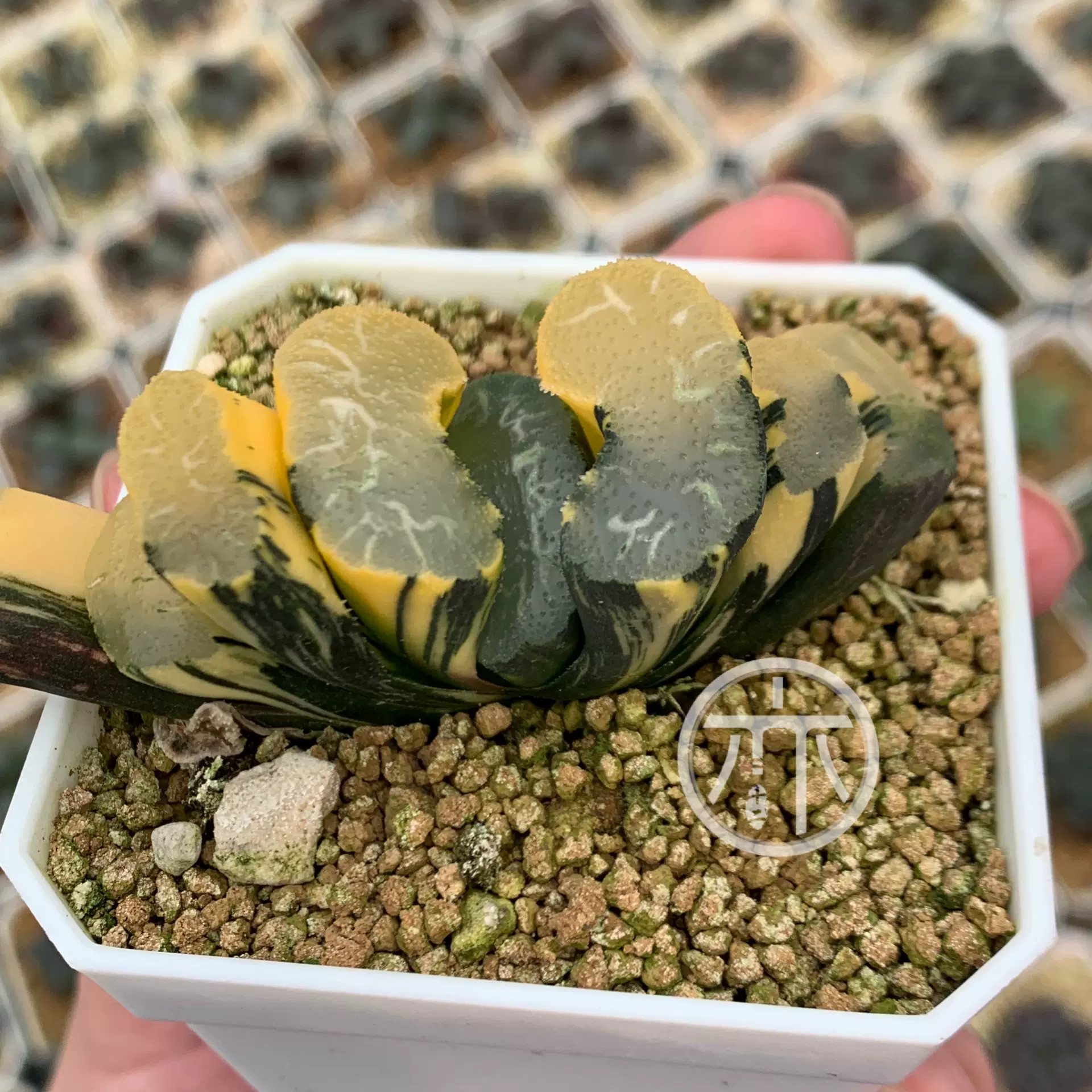 【多肉植物/サボテン】ハオルチア ★玉扇 北斎錦 ☆極上斑 ハオルチア 玉扇 北斎錦③ 極上斑 (キャンペーンあり)