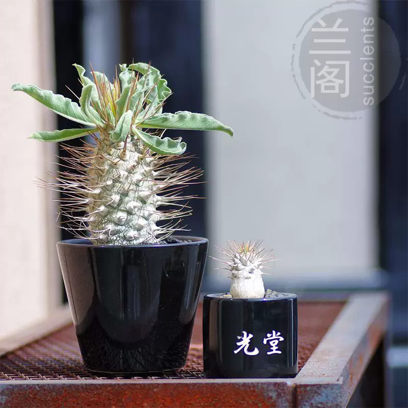 光堂Pachypodium namaquanum夹竹桃科 棒捶树属 稀有块根多肉植物-Taobao