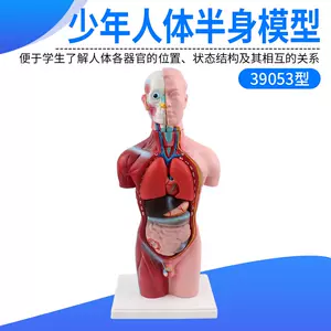 人体模型少年- Top 50件人体模型少年- 2024年12月更新- Taobao 