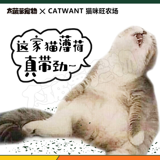 
Big Pineapple Pet Cat Wang Farm Catnip Wood Polygonum Poppy Fruit Extract Hydrosol Cat Toy