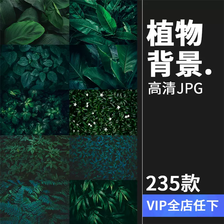 熱帶植物綠色植被葉子質感森系攝影質感背景底圖高清jpg圖片