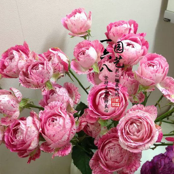 日月新品月季雪花肥牛月季花灌木切花丰花勤花抗