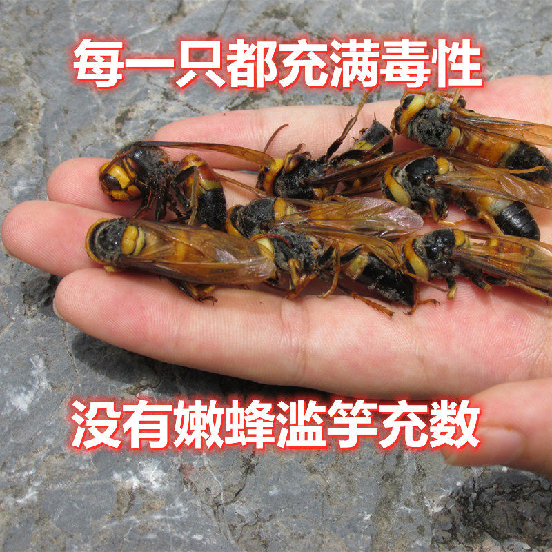 Miel Suave de Abeja de Cola Negra Tigre-Cabeza y Avispa Silvestre