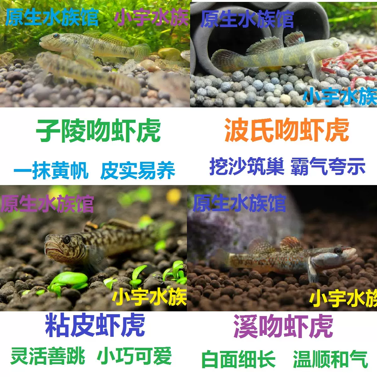 波氏蝦虎子陵蝦虎粘皮蝦虎紋縞蝦虎 波氏蝦虎子陵蝦虎粘皮蝦虎紋縞蝦虎
