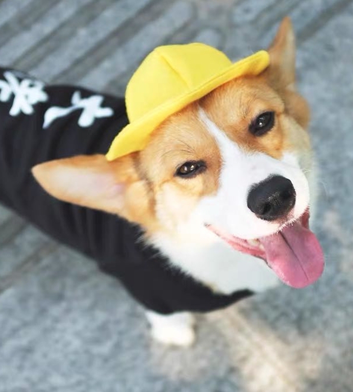 宠物帽子春夏款遮阳帽包邮肚兜护肚子 陈七月呀