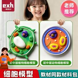 The same animal and plant eukaryotic cell model as the textbook