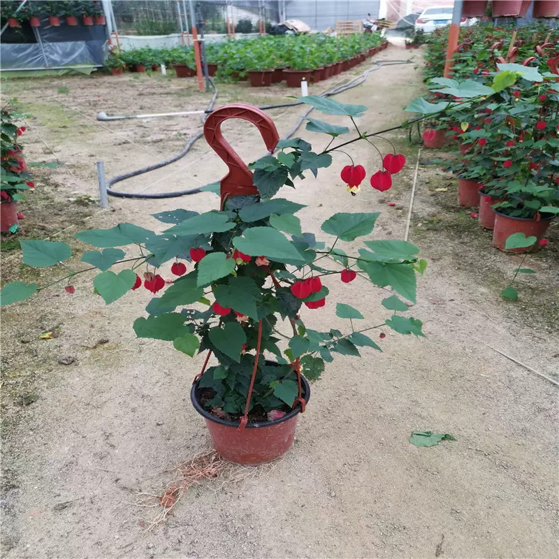 灯笼花藤本爬藤植物盆栽蔓性风铃花室内外庭院观花