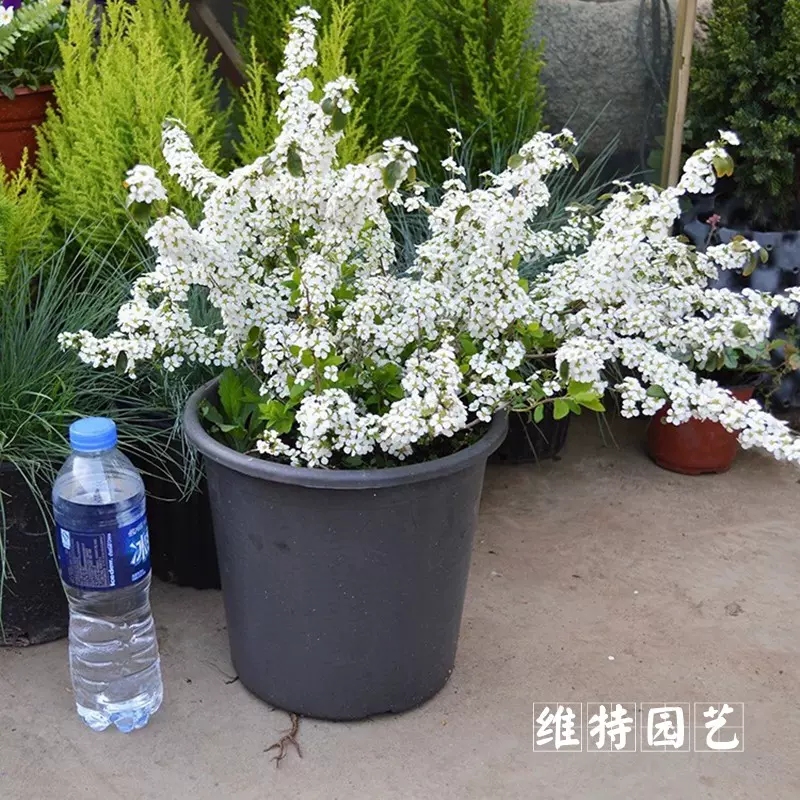 喷雪花雪柳盆栽植物室内绿植观花攀援梅花雪柳苗庭院维特
