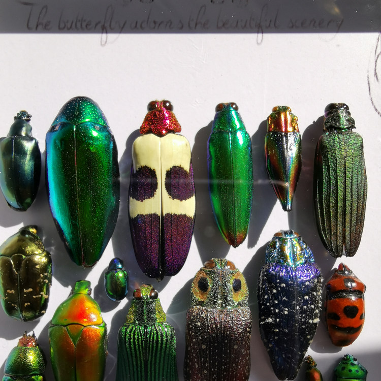 昆虫標本フレーム - カブトムシとミミズの展示