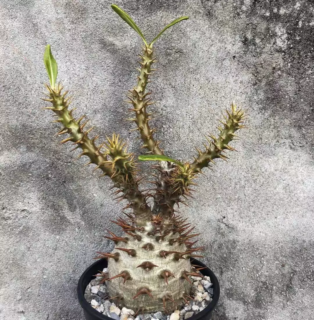 2215】 珍奇植物 Pachypodium ambongense パキポディウム