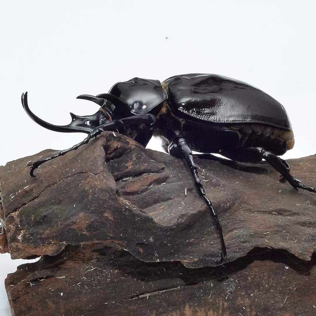 战神大兜虫megasoma Mars 大兜虫成虫幼虫