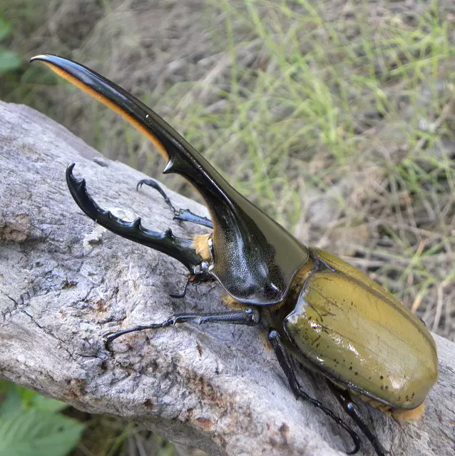 长戟大兜虫dhh 一龄三龄大甲虫宠物成虫幼虫大