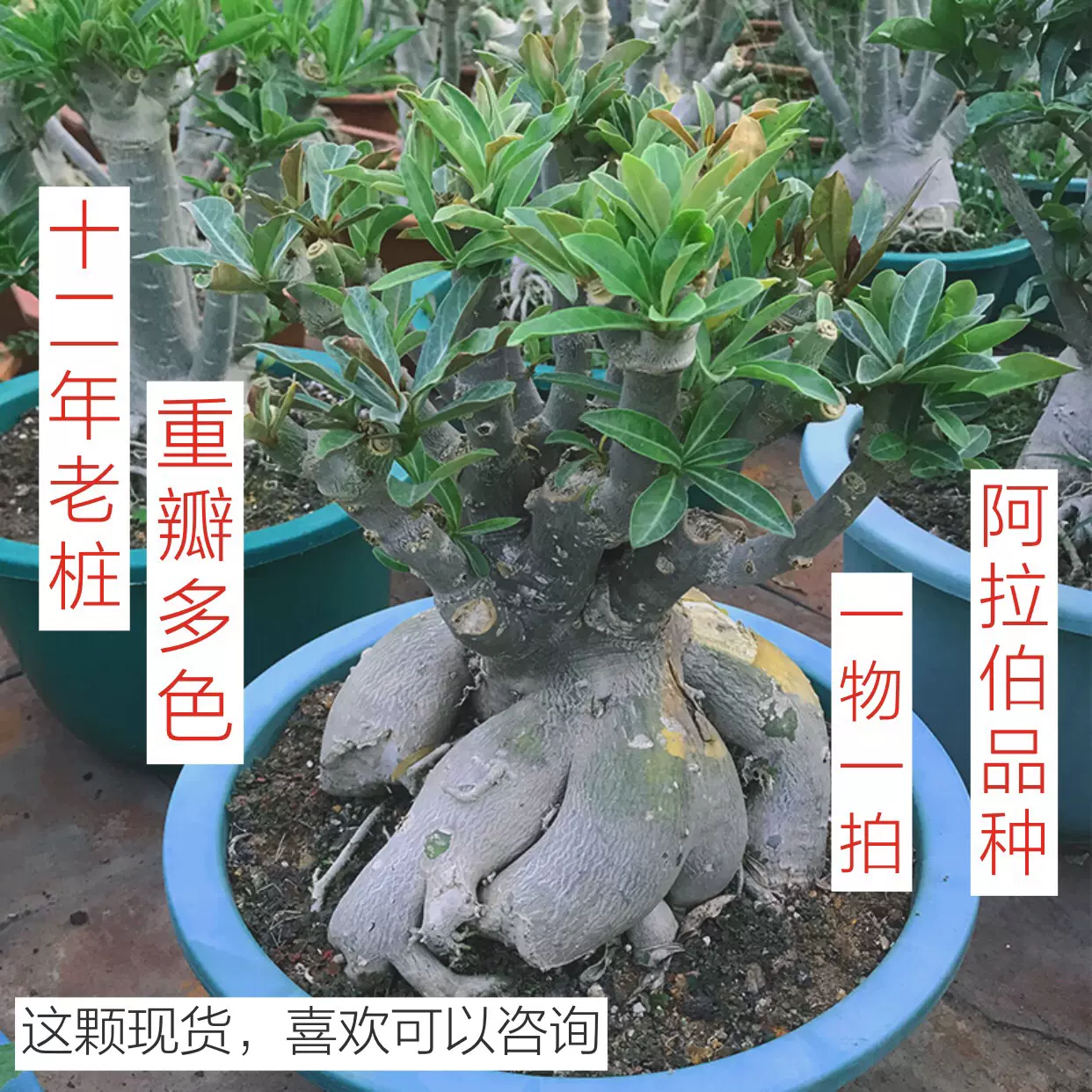 沙漠玫瑰阿拉伯老桩盆栽多肉植物重瓣四季开花花卉观花绿