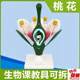 
Peach blossom enlargement model removable ovary q anatomy dicotyledonous plant flower junior high school biology teaching aids gardening view