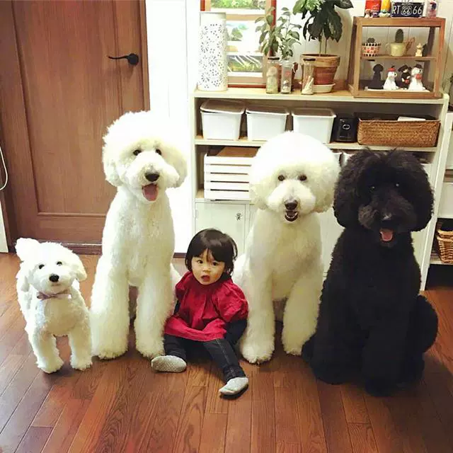 巨贵犬巨型贵宾幼犬大型活体巨型泰迪贵妇贵宾巨大