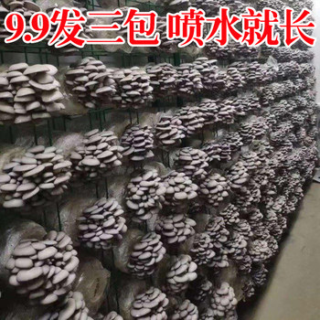Mushroom planting package Oxygen stick Shiitake mushroom mushroom species Home edible fungi Mushroom mushroom package