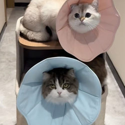 Elizabeth Collar Cat Sterilization Collar Small Dog Anti-Licking Deepened Pet Neck Collar Dog and Cat Collar Headgear