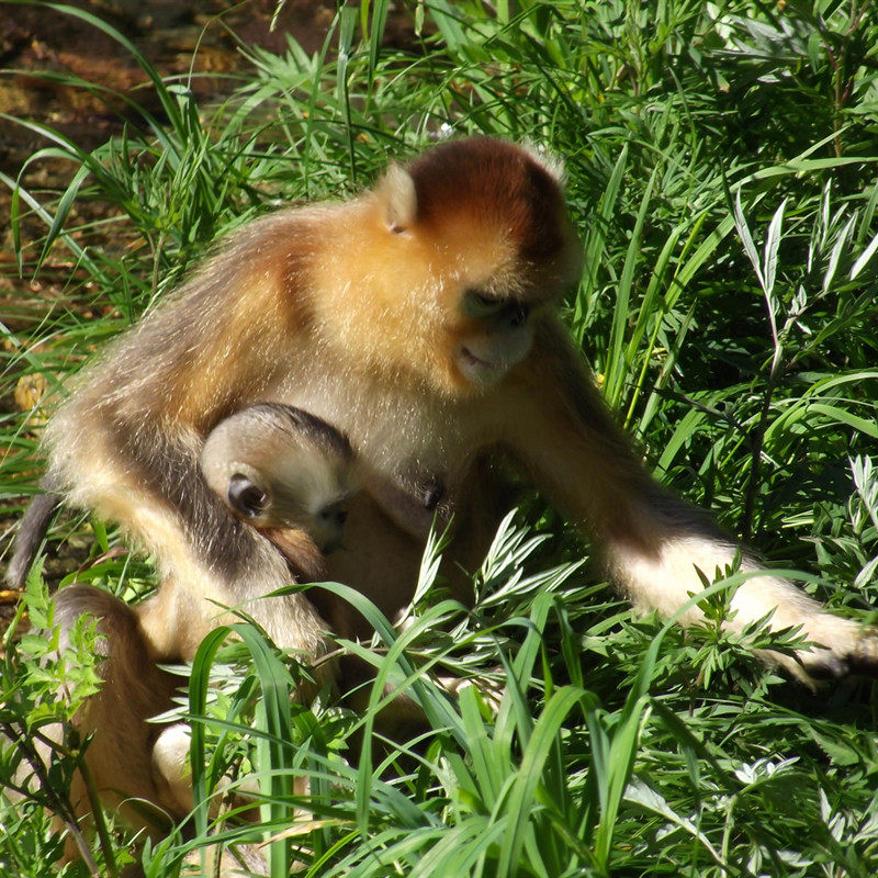 湖北神农架+恩施+宜昌私家小团 6天5晚+长江三峡大坝