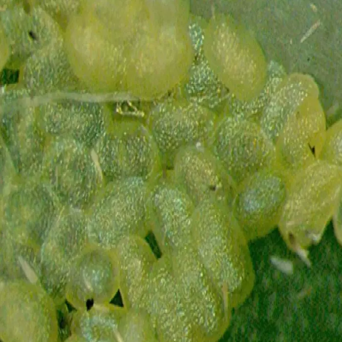 小菜蛾卵实验生测教学活体昆虫小青虫虫卵孵化率60