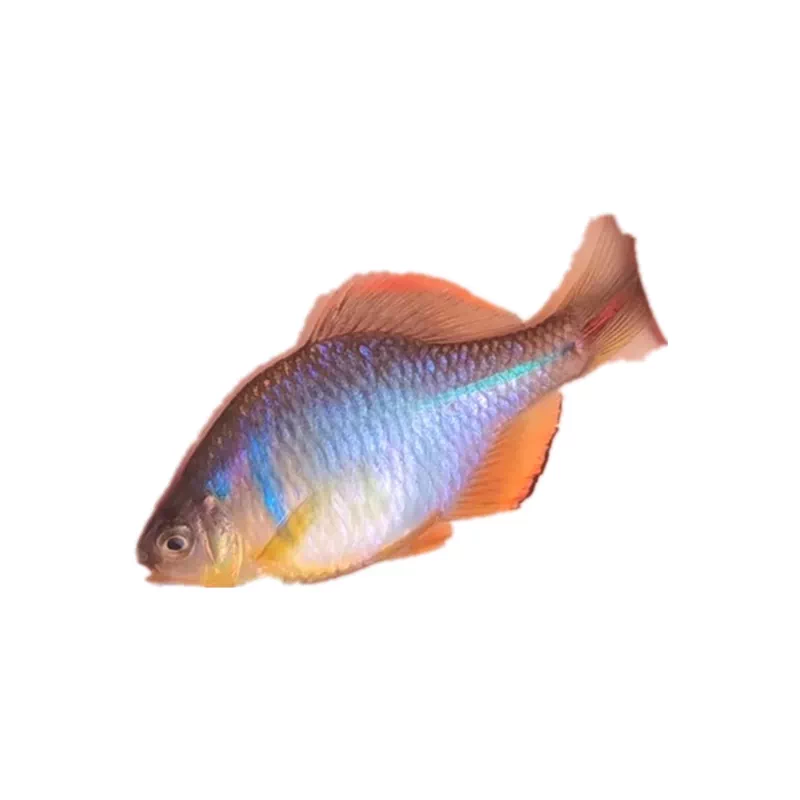 中华鳑鲏七彩彩石旁皮观赏鱼活体水族中国原生群游小型淡水冷水鱼