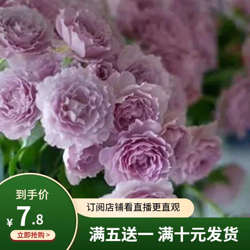 蜻蜓强香欧月花苗切花月季阳台花卉庭院植物盆栽花卉多季