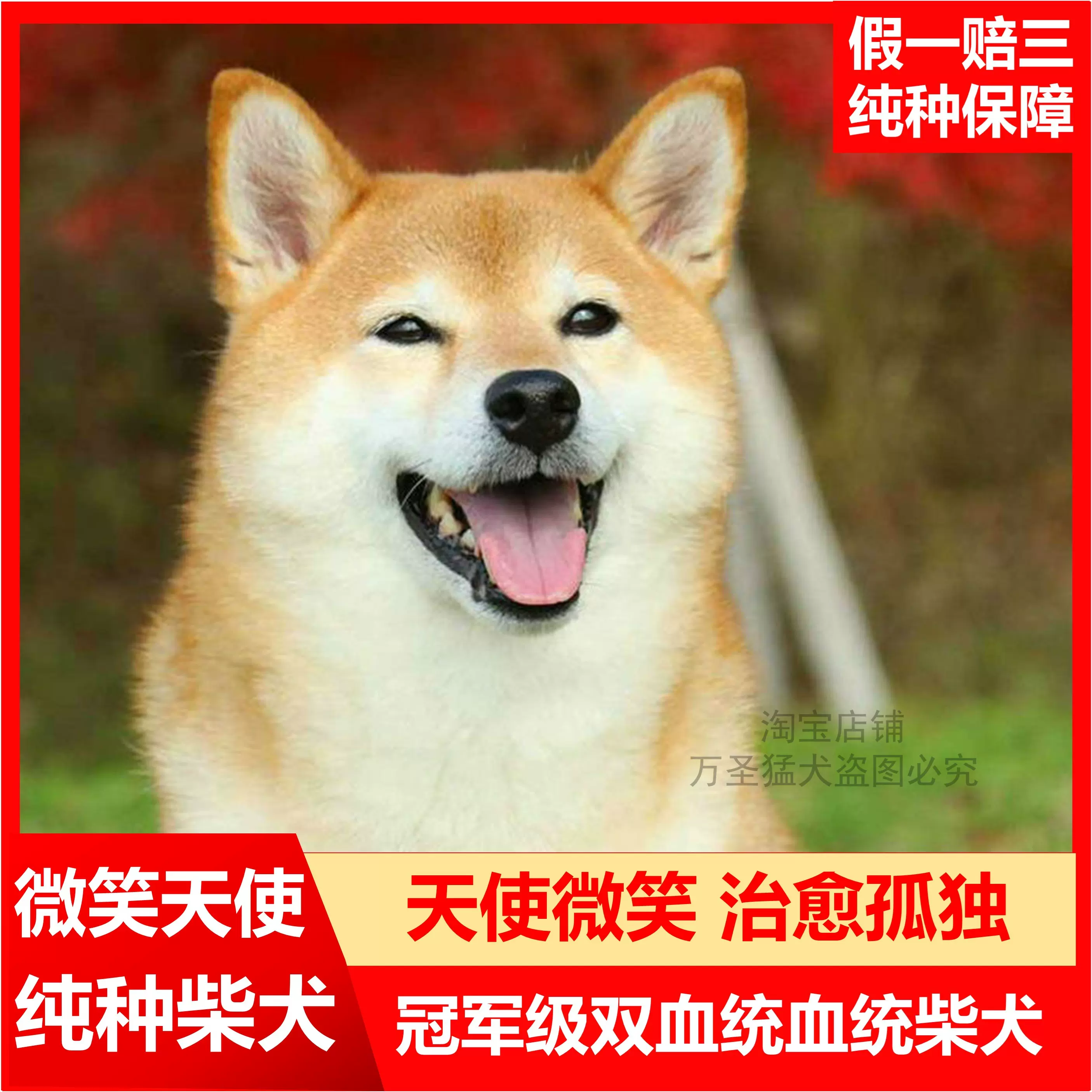 柴犬纯种幼犬豆柴黑柴小狗狗崽宠物日本赤