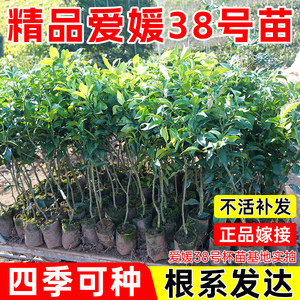 Ehime No. 38 fruit jelly orange seedlings authentic orange saplings with soil leaf grafting high -yielded rock sugar orange fruit tree seedlings
