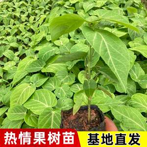 
Passion fruit saplings, pure sweet and not sour southern fruit saplings, courtyard balcony potted plants, Colombian passion fruit saplings