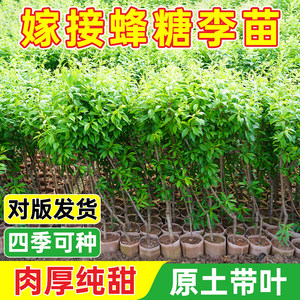 
Grafted bee sugar plum saplings, boneless plum saplings, early-maturing plums, potted plants planted in the south and north, will bear fruit in the same year