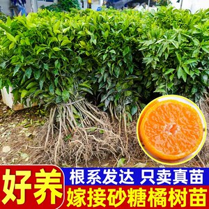 
Authentic grafted seedless sugar tangerine bare root seedlings planted in the ground Sihui sugar tangerine fruit saplings are now dug and the results of the year are found
