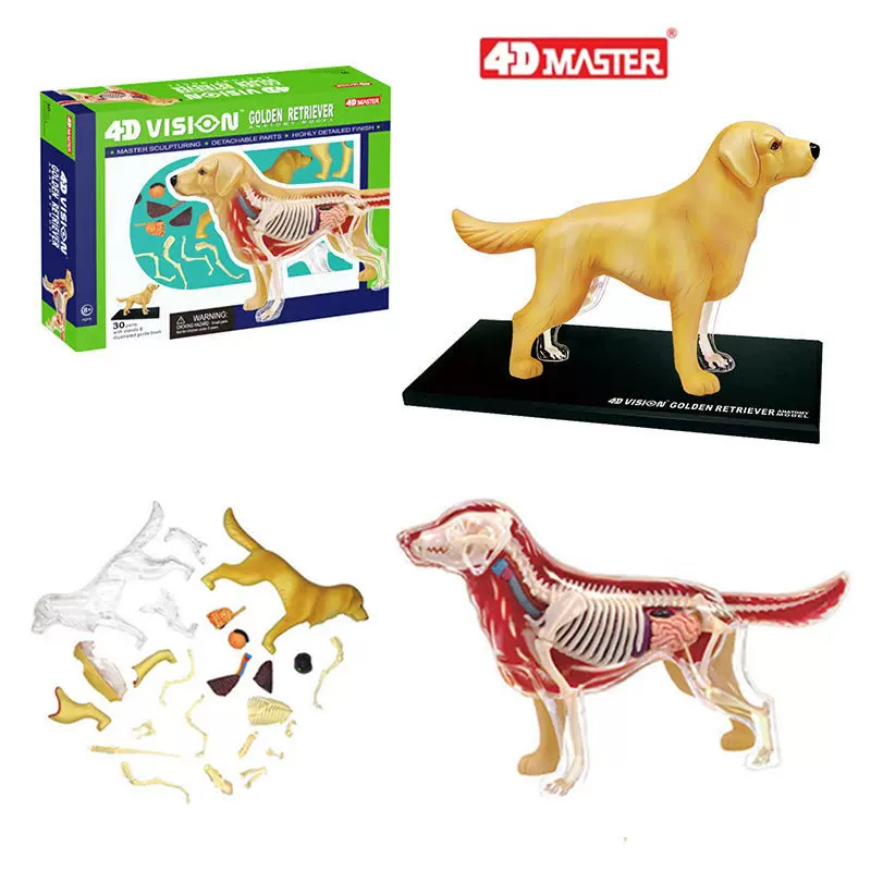 4D MASTER VISION DOG 犬解剖模型 Amazon.co.jp: Tedco 入学祝い 科学おもちゃサイエンストイ 教材