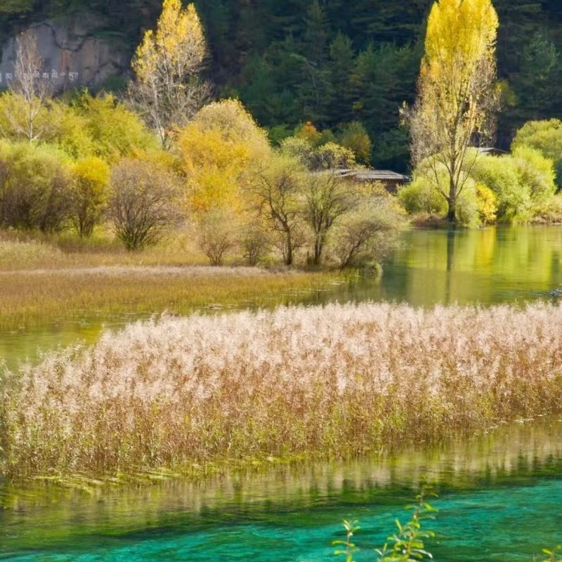 2-8人保姆车小团三星堆 熊猫基地 九寨沟纯玩二日游2天一晚跟团游