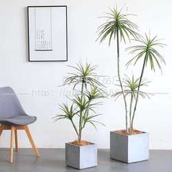 Narrow-leafed dragon blood tree with leaves and horsetail iron fake tree potted window decoration simulation plant artificial plant fake flower